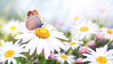 Papatya çayır çiçekleri güneşli bahar arka planında. Kelebek ve papatya çiçekli güneş ışığı manzarası. Yakın çekim ya da makro. Yumuşak odaklı resim gibi bir fotoğraf.