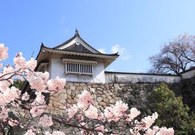 Ortaçağ taş kale duvarı, gözetleme kulesi ve çiçek açan sakura dalları, Okayama kalesi (Kuzgunlar Kalesi, Kara Kale), Okayama, Japonya. Sakura çiçek mevsimi. Asya 'da kiraz çiçeği mevsimi