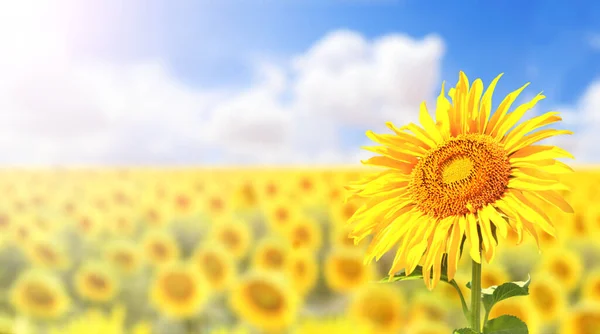 Sunflower Blurred Sunny Nature Background Horizontal Agriculture Summer Banner Sunflowers — 스톡 사진