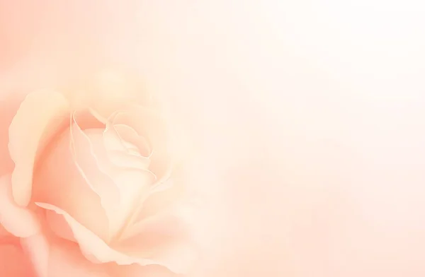 水平横幅 粉红色的玫瑰 背景模糊 复制文本的空间 模拟模板 可用于墙纸 结婚证 网页背景 — 图库照片