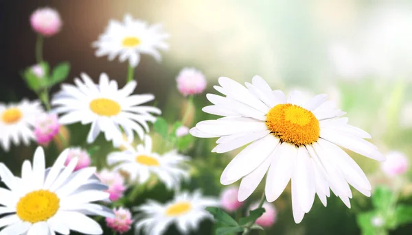 Vilda Blommor Kamomill Äng Solig Natur Våren Bakgrund Sommarscen Med — Stockfoto