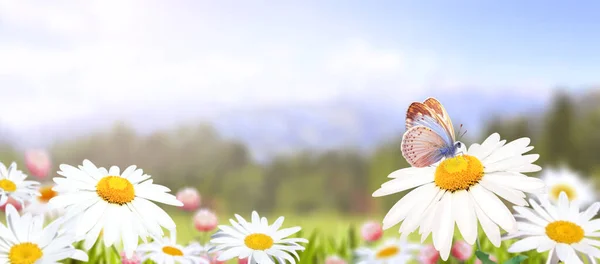 Дикі Квіти Ромашки Лузі Сонячному Фоні Весни Літня Сцена Метеликом — стокове фото