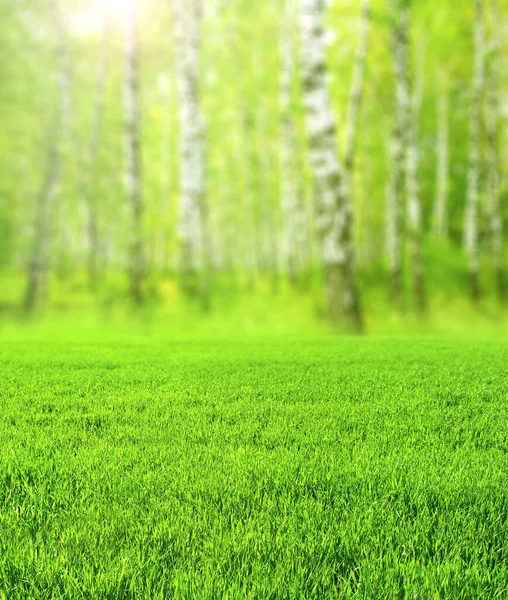 翠绿的草地和白杨木构成了美丽而模糊的垂直春景 毛茸茸的夏季自然背景与桦树和草坪 阳光灿烂的一天 关注绿草的前瞻 — 图库照片