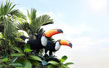 Yağmur ormanlarındaki bir dalda iki güzel renkli tukan kuşunun (Ramphastidae) olduğu yatay bir bayrak. Bir çift Toucan kuşu ve güneşli arka planda tropikal bitki yaprakları. Metin için alanı kopyala