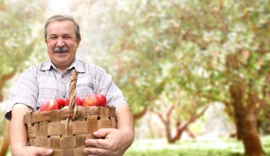 Elma topluyorum. Elma bahçesinde kırmızı elma sepeti olan çiftçi. Yaşlı bir çiftçi mutlu bir şekilde gülümsüyor. Aktif emeklilik ve sağlıklı yaşam tarzı kavramı