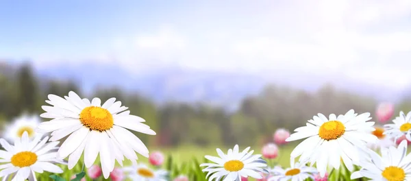 在阳光明媚的大自然的春天背景上 草甸中的菊花盛开 夏日的风景 芬芳的花朵 阳光灿烂 特写或宏写 一张色彩艳丽 焦点柔和的照片 — 图库照片