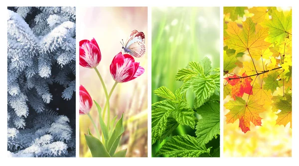 Чотири Сезони Року Набір Вертикальних Природних Банерів Зимовими Весняними Літніми — стокове фото