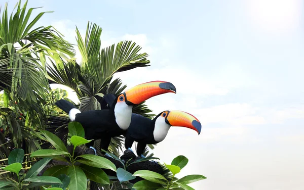 熱帯雨林の枝に2羽の美しいカラフルなツアーカンバード ラムフェスティデー を持つ水平バナー 晴れた空の背景には 熱帯植物の鳥や葉のカップル テキストのコピースペース — ストック写真