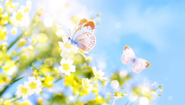 Два Метелики Жовтих Квітах Сонячному Фоні Весни Літня Сцена Метеликом — стокове фото