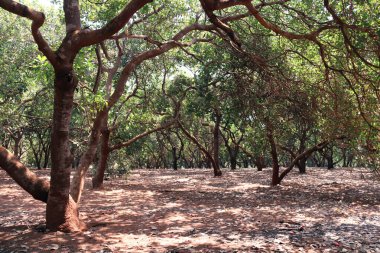 Kaju tarlası. Banlung, Kamboçya 'nın yanındaki tarım çiftliğinde kaju ağaçları.