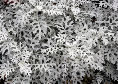Gümüş turp otunun güzel açılış yaprakları. Açık gri renkli Cineraria maritima yaprağının yakın plan fotoğrafı