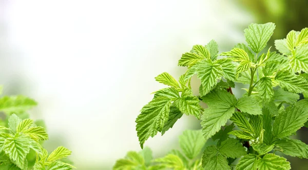 Nahaufnahme Grüne Blätter Von Himbeeren Auf Sonnigem Defokussiertem Grün Sommer — Stockfoto
