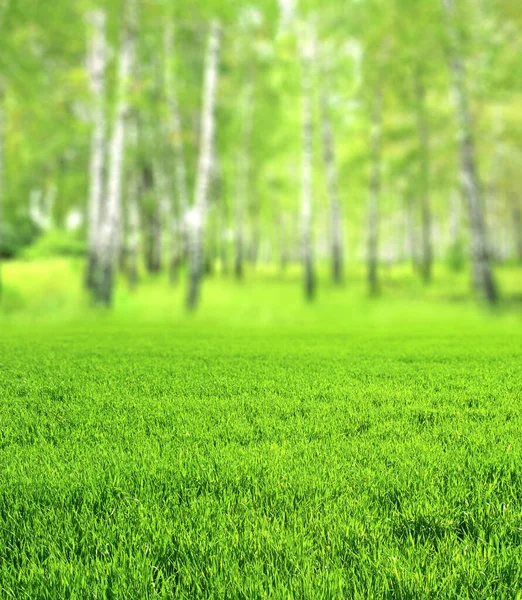 翠绿的草地和白杨木构成了美丽而模糊的垂直春景 毛茸茸的夏季自然背景与桦树和草坪 阳光灿烂的一天 关注绿草的前瞻 — 图库照片
