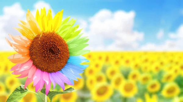 Friendship and tolerance concept. To be yourself, to be unique. Field of ordinary sunflowers and one colorful sunflower. Horizontal summer banner with sunflowers field