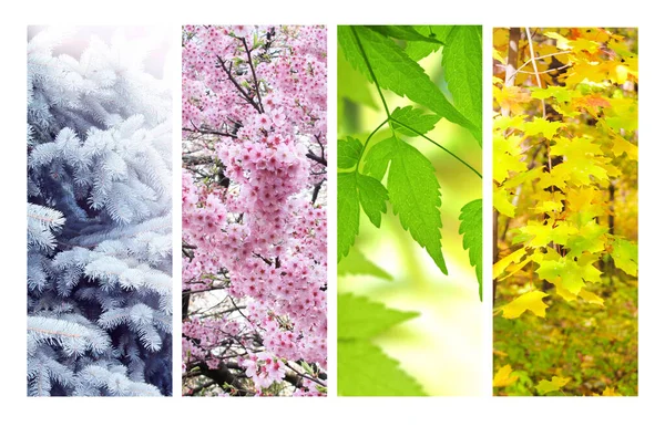 一年中的四季 一套垂直的自然横幅与冬天 夏天和秋天的场景 自然拼贴与季节性风景 文本的复制空间 — 图库照片