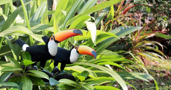 Yağmur Ormanlarındaki Bir Dalda Iki Güzel Renkli Tukan Kuşunun Ramphastidae — Stok fotoğraf