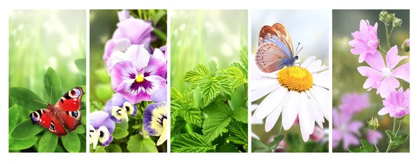 Sada Svislých Bannerů Letními Scénami Pansy Heřmánkový Květ Motýl Malinové — Stock fotografie