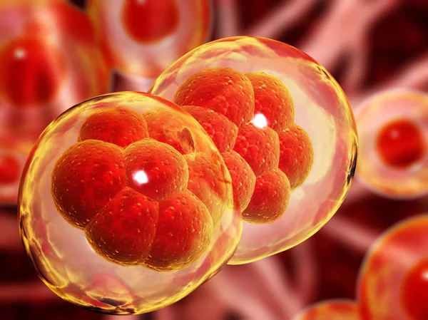 细胞分裂 有丝分裂的阶段 细胞疗法Cellular Therapy 横向横幅与过程分裂的细胞在模糊的背景红色和黄色 复制文本的空间 3D渲染 — 图库照片