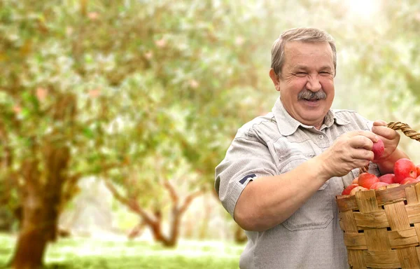 收获一个苹果 农场主在苹果园里放着一篮子红苹果 一位年长的农民笑得很开心 积极退休和健康生活方式概念 — 图库照片