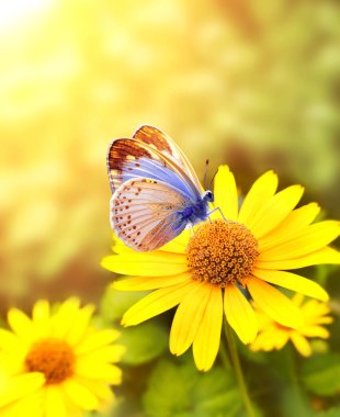 Gerbera çiçekleri güneşli bahar arka planında bir çayırda. Kelebek ve sarı Gerbera çiçekli güneş ışığı manzarası. Yakın çekim ya da makro. Yumuşak odaklı resim gibi bir fotoğraf.