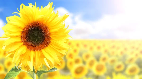Sunflower Blurred Sunny Nature Background Horizontal Agriculture Summer Banner Sunflowers — Stock Photo, Image