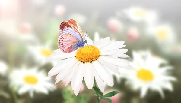 Papatya Çayır Çiçekleri Güneşli Bahar Arka Planında Kelebek Papatya Çiçekli — Stok fotoğraf
