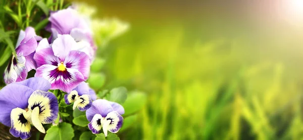 Güneşli Güzel Bahar Arka Planında Nonoş Çiçekler Viola Çiçekleri Leylak — Stok fotoğraf