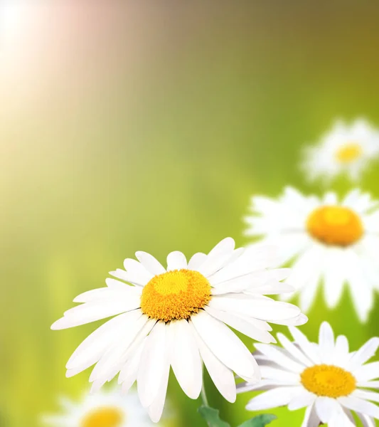 Vilda Blommor Kamomill Äng Solig Natur Våren Bakgrund Sommarscen Med — Stockfoto