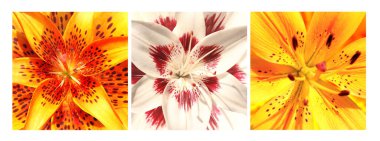 Beyaz ve sarı renkli zambak çiçekleri olan kare posterler. Renkli zambak çiçekli yaz fotoğrafı koleksiyonu.