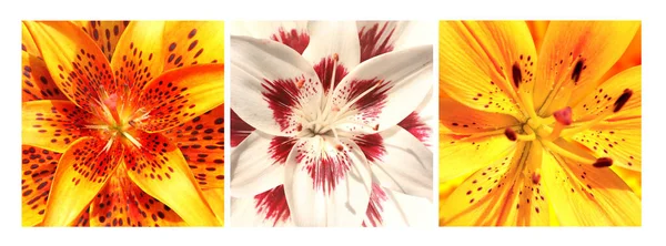 Conjunto Cartazes Quadrados Com Flores Lírio Cores Brancas Amarelas Coleção — Fotografia de Stock