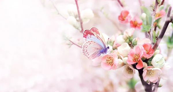 Horizontal Banner Japanese Quince Flowers Chaenomeles Japonica Pink Color Butterfly — Fotografia de Stock