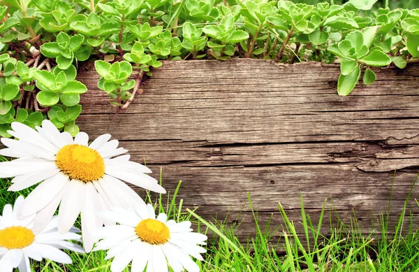 Stará Dřevěná Deska Jarní Heřmánkové Květiny Vodorovné Pozadí Dřevěnou Deskou — Stock fotografie