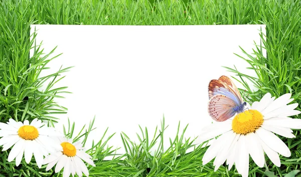 绿草中的白纸 复制文本的空间 模拟模板 阳光自然的春天背景 夏日的风景 蝴蝶和洋甘菊在阳光下绽放 特写镜头或宏观画面 — 图库照片