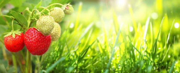 Ripe Strawberry Green Grass Sunny Beautiful Nature Spring Background Summer — Stock Photo, Image