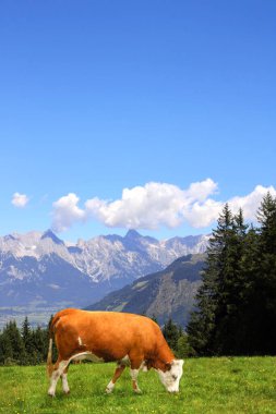 Avusturya, Tirol 'deki Alp Dağları' ndaki bir dağ çayırında inek otluyor. Güneşli bir günde Alpler 'deki yeşil çimenli ve kırmızı inekli cennet manzarası. Avrupa dağ manzarası