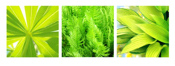 シダとホスタの緑の葉を持つ正方形のポスターのセット 収集情報夏の写真シダと斑入りの植物の葉を閉じて — ストック写真