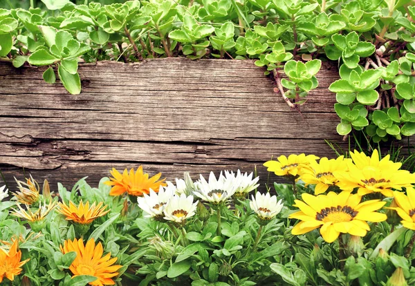 古老的木板和春天的花朵 横向背景与木制木板和花卉在花坛上 夏天的横幅上挂满了假花 模拟模版 文本的复制空间 — 图库照片