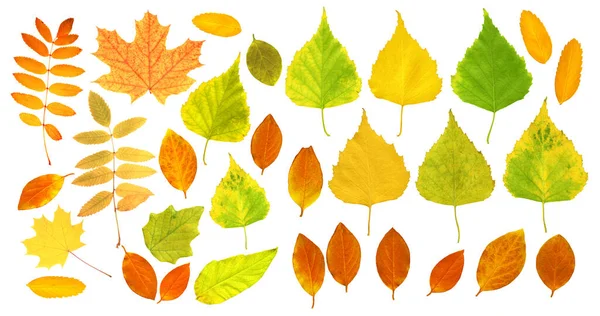 一套秋叶的桦树 狗玫瑰 龙眼和桑树 美丽的五彩缤纷的秋叶 在白色背景下被隔离 — 图库照片