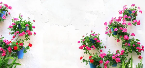 水平横幅与花盆与花天线莲在粉刷墙上 粉红相间的天蓝色花在白色的混凝土墙上绽放 村屋传统的地下墙体装饰 — 图库照片