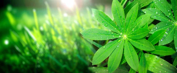 Дощ Падає Зелене Листя Люпину Сонячно Красивому Весняному Тлі Природи — стокове фото