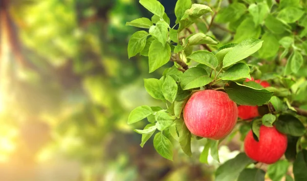 Spanduk Horisontal Dengan Pohon Apel Latar Belakang Yang Cerah Apel — Stok Foto