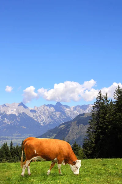 アルプス山脈 チロル オーストリアの山の牧草地で牛の放牧 晴れた日には緑の芝生と赤牛とアルプスの牧歌的な山の風景を表示します ヨーロッパの山の風景 — ストック写真