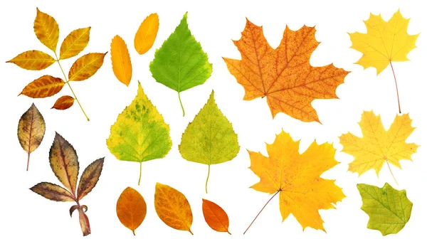 Ein Satz Herbstblätter Aus Birke Ahorn Baumwolle Heckenrose Eberesche Und — Stockfoto