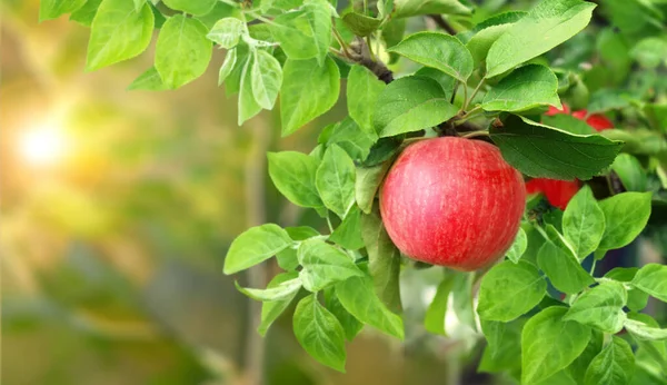 Horizontal Banner Apple Tree Morning Sunny Background Ripe Red Apples — Stock Photo, Image
