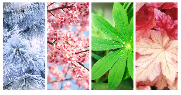 Four Seasons Year Set Vertical Nature Banners Winter Spring Summer — Fotografia de Stock