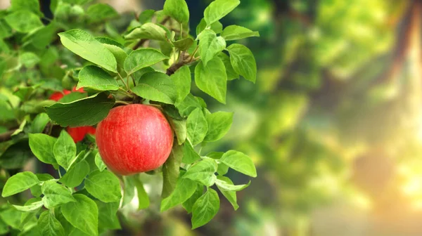 Vodorovný Prapor Jabloní Slunném Pozadí Zralá Červená Jablka Visící Větve — Stock fotografie