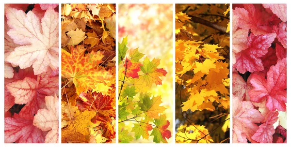 秋天的色彩调色板一套带有秋季场景的垂直自然横幅 秋叶黄红相间的落叶集 文本的复制空间 — 图库照片