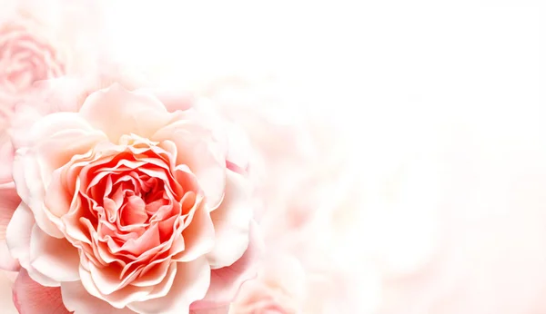 Vízszintes Transzparens Rózsaszín Rózsával Elmosódott Háttérrel Másold Helyet Szövegnek Készítsen — Stock Fotó