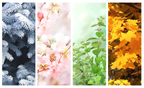 Чотири Сезони Року Набір Вертикальних Природних Банерів Зимовими Весняними Літніми — стокове фото