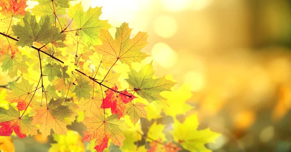 Calm Fall Season Maple Tree Leaves Sunny Beautiful Nature Autumn — Stock Photo, Image